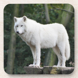 Wilder weißer Wolf Getränkeuntersetzer