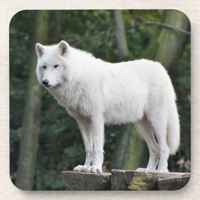 Wilder weißer Wolf Getränkeuntersetzer (Vorderseite)