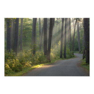 Wilderness Drive, Itasca State Park, Fotodruck