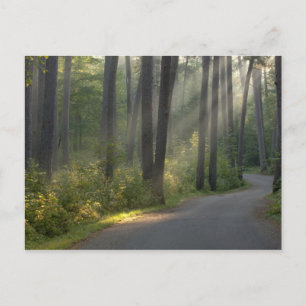 Wilderness Drive, Itasca State Park, Postkarte