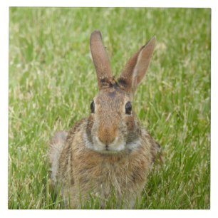 Wildes Bunny Rabbit im Gras Fliese