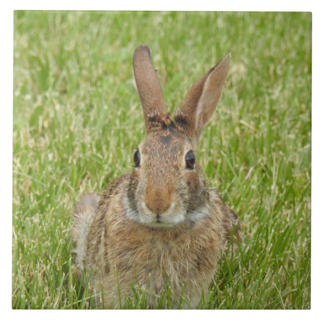 Wildes Bunny Rabbit im Gras Fliese (Vorderseite)