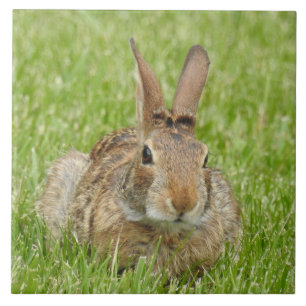 Wildes Bunny Rabbit im Gras Fliese