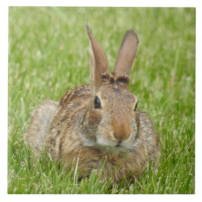 Wildes Bunny Rabbit im Gras Fliese (Vorderseite)