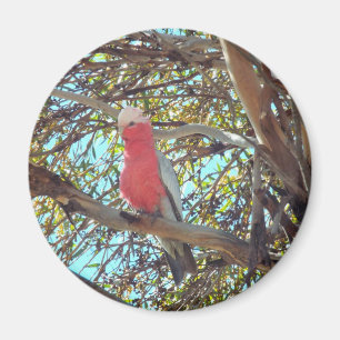 wildes gallah magnet