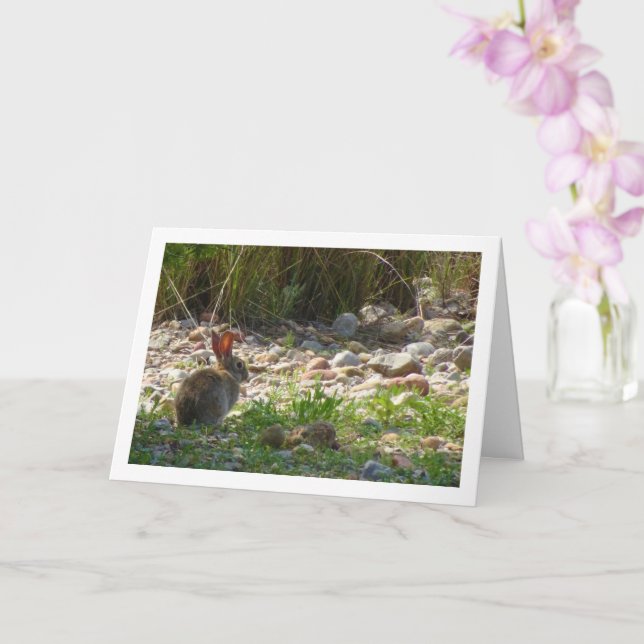 Wildes Kaninchen in Canyon Card Karte (Orchidee)