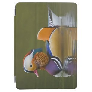 Wildes Mandarinen-Enten-AIX galericulata) auf iPad Air Hülle