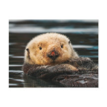 Wildes Meer Otter Portrait Postkarte