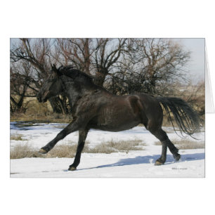 Wildes Mustang-Pferd im Schnee 2