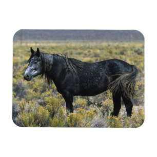 Wildes Mustang-Pferd in der Wüste Magnet