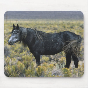 Wildes Mustang-Pferd in der Wüste Mousepad
