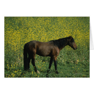 Wildes Mustang-Pferd stehend in den Blumen