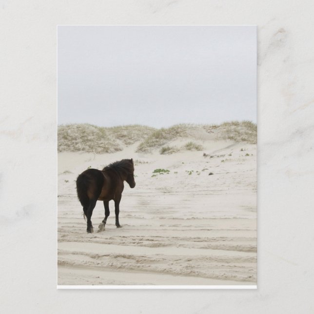 Wildes Pferd am Strand von Corolla Postkarte (Vorderseite)