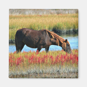 Wildes Pferd, das auf dem Feld isst Magnet