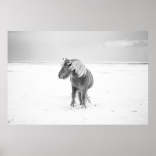 Wildes Pferd, Island Poster