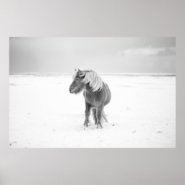 Wildes Pferd, Island Poster (Vorne)