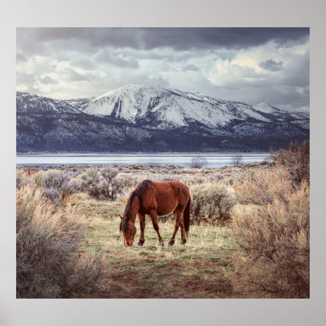 Wildes Pferd: Nevada Winterlandschaft. Poster (Vorne)