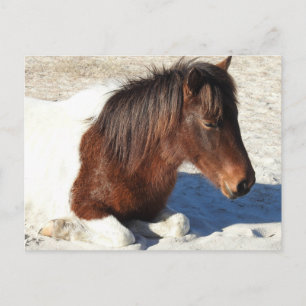 Wildes Pferd Postcard, Assateague Island Postcard Postkarte