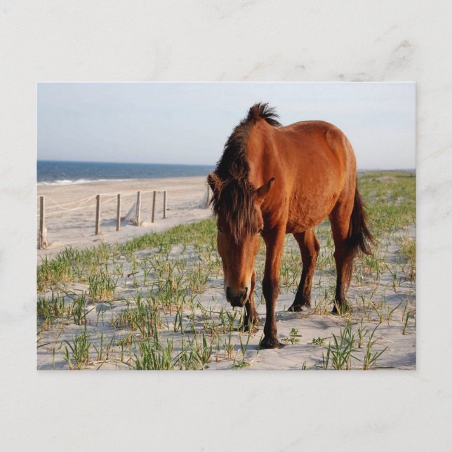 Wildes Pferd Postcard, Assateague Island Postcard Postkarte (Vorderseite)