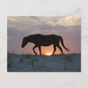 Wildes Pferd Postcard, Assateague Island Postcard Postkarte