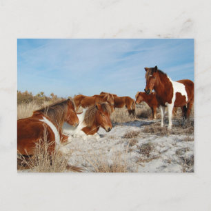 Wildes Pferd Postcard, Assateague Island Postcard Postkarte
