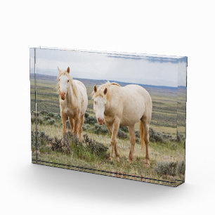 Wildes Pferd Roaming auf dem Priaire von Cody Fotoblock