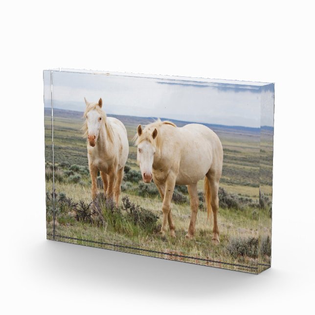 Wildes Pferd Roaming auf dem Priaire von Cody Fotoblock (Rechts)