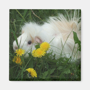 Wildes piggy magnet