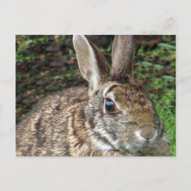 Wildes Rabbit Up Nahe Postkarte (Vorderseite)