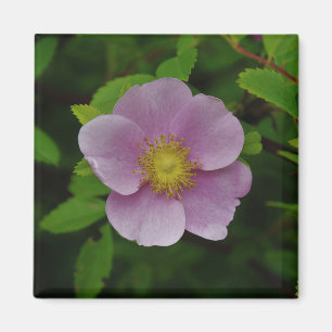 Wildes Rosa-Rose Magnet