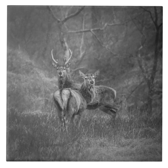 Wildes Rotwild und Hirsch in Schottland Fliese (Vorderseite)