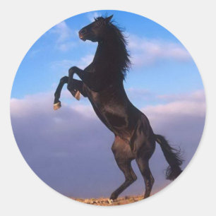 Wildes schwarzes Pferd Runder Aufkleber