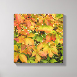 Wildes Weinstock-Blätter des Herbstes Leinwanddruck