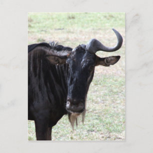 wildeste Solohorn Postkarte