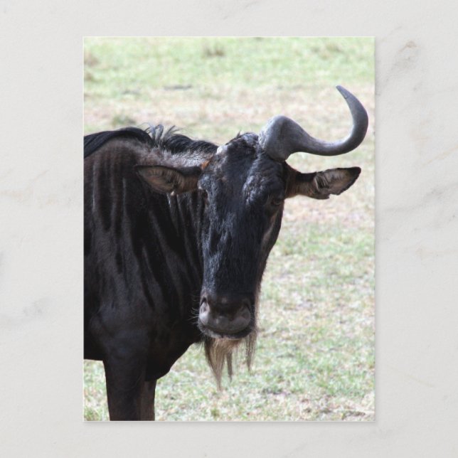 wildeste Solohorn Postkarte (Vorderseite)