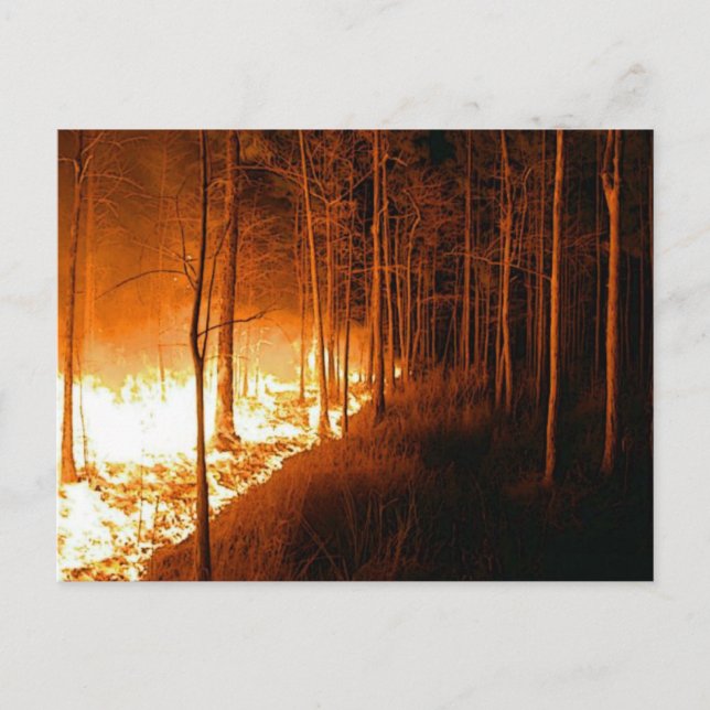 Wildfire Blaze Postkarte (Vorderseite)