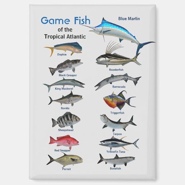 Wildfische im tropischen Atlantik Magnet (Vorderseite)