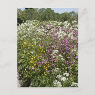 Wildflowers in a Hedgerow Herefordshire England Postkarte