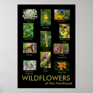 Wildflowers of the Northeast Poster