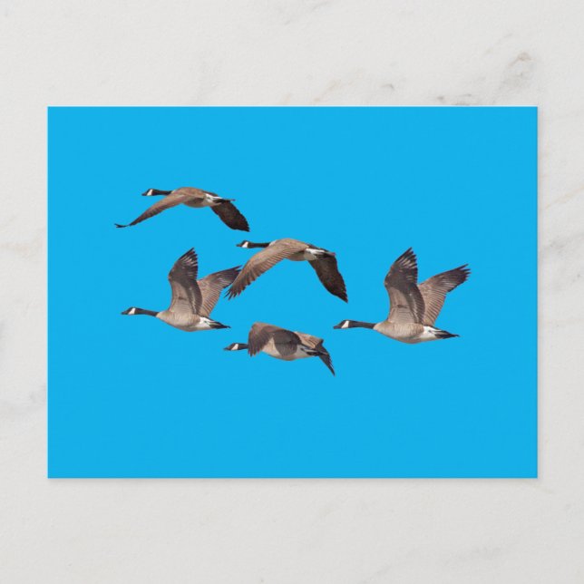 Wildgänse Postkarte (Vorderseite)