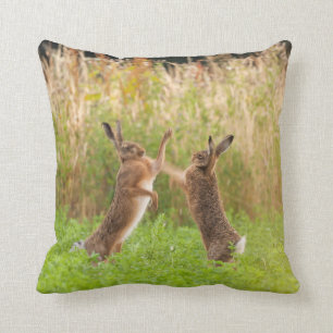 Wildhaare, die Boxen und Kämpfe in Norfolk UK betr Kissen