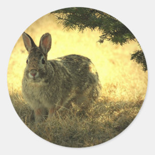 Wildkanbits Stickers