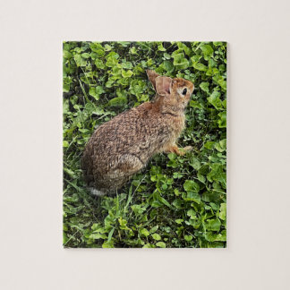 Wildkaninchen im Gras und Klee, Rätsel Puzzle