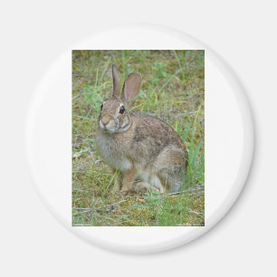 Wildkaninchen Östliche Baumwollschwanzkleidung und Magnet