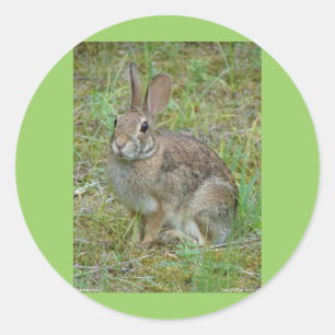 Wildkaninchen Östliche Baumwollschwanzkleidung und Runder Aufkleber