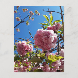 Wildkirsche Rosa Blossom Tree Postkarte