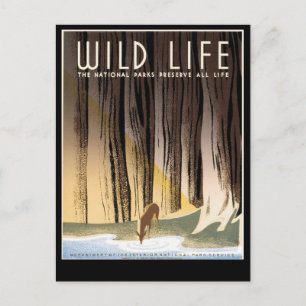 Wildleben Postkarte