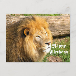Wildlife African Lion Foto Birthday Postkarte