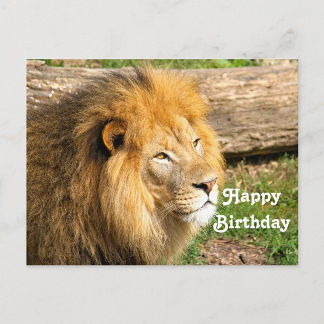Wildlife African Lion Foto Birthday Postkarte (Vorderseite)