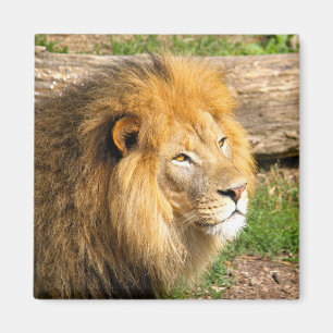 Wildlife African Lion Foto Magnet